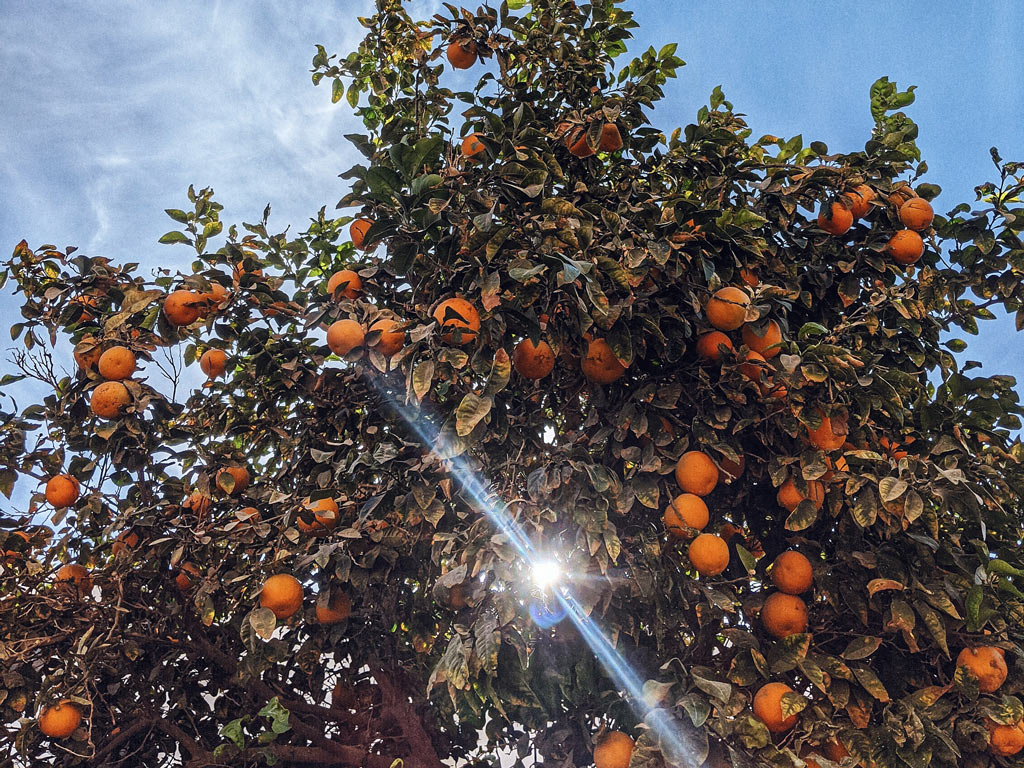 Principais pragas e doenças no cultivo de Citrus