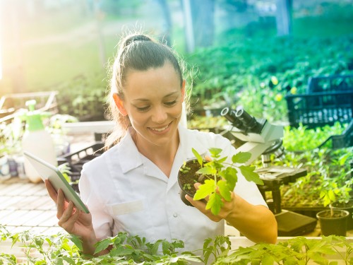 Manejo Integrado de Pragas (MIP): Controle Varietal