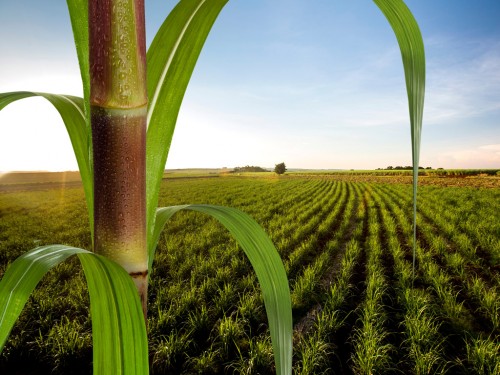 Gestão de Custo Agrícola na Nutrição da Cana-de-Açúcar