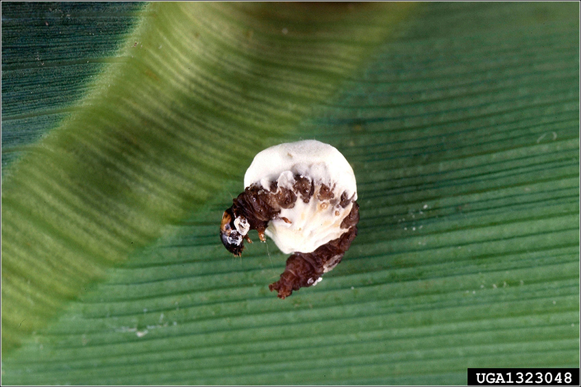 Beauveria Bassiana Beauveria Bassiana