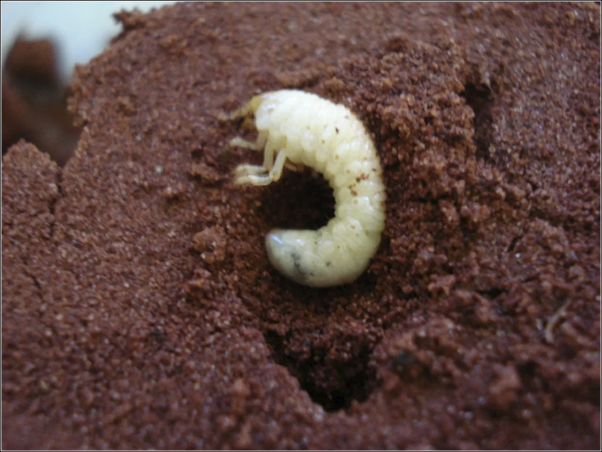 Larva da Broca dos Rízomos Larva da Broca dos Rízomos