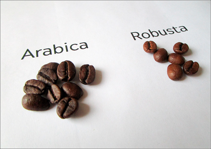 Cafés Arábica e Robusta Cafés Arábica e Robusta