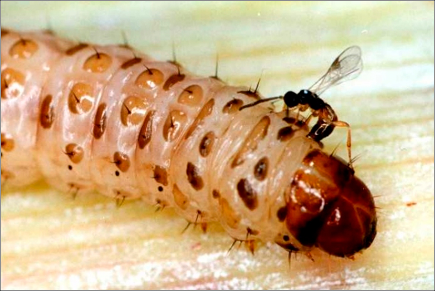 Cotesia Flavipes Cotesia Flavipes