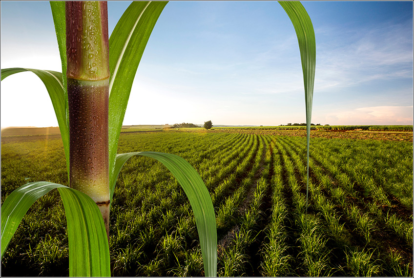 Gestão Agrícola e Nutrição da Cana-de-Açúcar