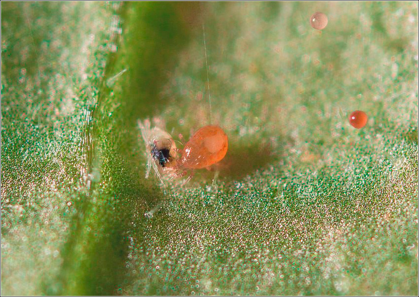 Neoseiulus Californicus Neoseiulus Californicus