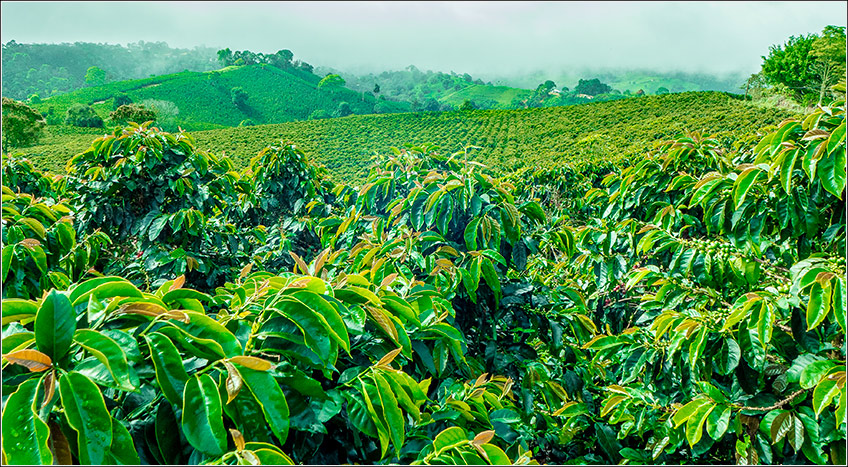 Plantação de Café Plantação de Café