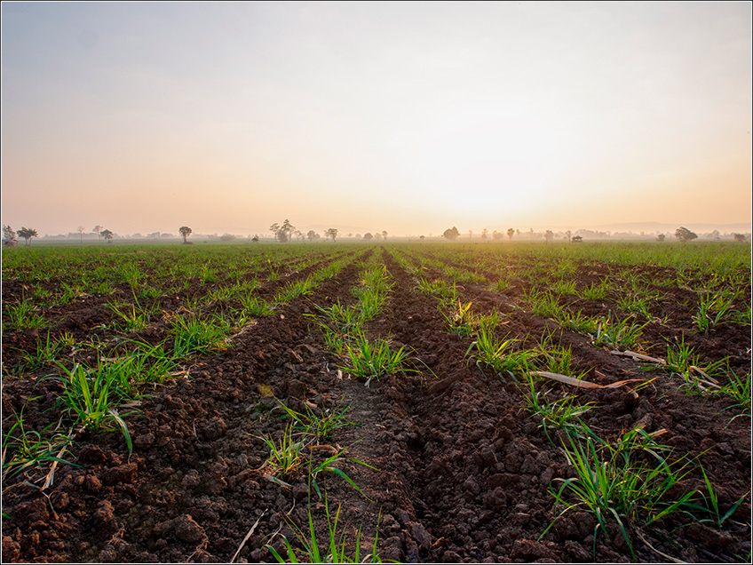 Solo no Cultivo da Cana-de-Açúcar