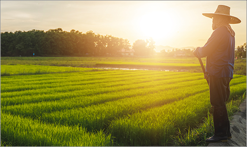 Trabalhador Rural na Plantação de Arroz Trabalhador Rural na Plantação de Arroz