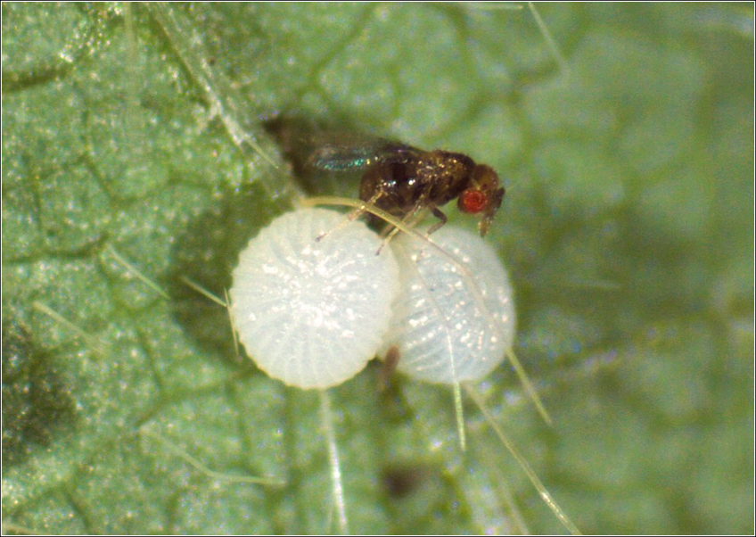 Trichogramma Pretiosum Trichogramma Pretiosum